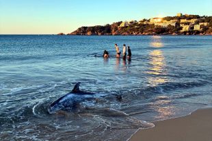 Dos joves i una agent dels Mossos salven dos dofins varats a Sant Feliu de Guíxols
