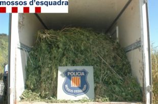 Detingudes sis persones a Bonmatí per cultivar marihuana en una plantació 