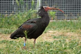 Un ibis ermità en migració fa parada als Aiguamolls de l’Empordà
