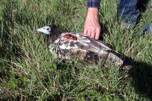 Alliberen a Albanyà un aufrany recuperat d’una intoxicació greu