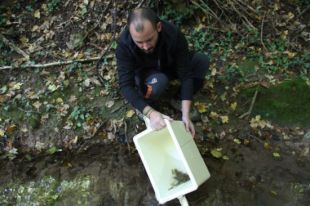 Alliberen un miler de crancs autòctons a la Garrotxa per segon any consecutiu 