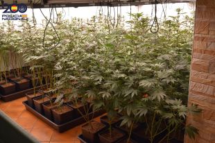 Un detingut a Fogars de la Selva per tenir 400 plantes de marihuana amb la llum i l'aigua punxades