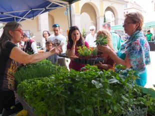 El Mercat de les Herbes de la Ratafia torna a Santa Coloma amb propostes silvestres
