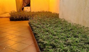 Desmantellen una plantació de 1.000 plantes de marihuana en una casa de Lloret