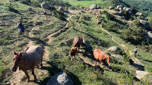 Llívia celebrarà el 8 de juny la tradicional festa de la transhumància cap a la Bollosa