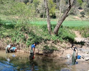 Detecten més de 130 nàiades vives al riu Fluvià en un seguiment fet a la Garrotxa