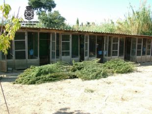 Comissats 46 quilos de marihuana que s'havien cultivat a una granja de Vilamalla 