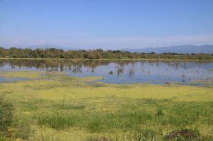 Territori engega el pla de ''xoc'' per restaurar l'estany de Vilaüt dels Aiguamolls