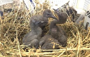Arriben 21 nous pollets d’ibis ermità als Aiguamolls per reforçar la reintroducció de l’espècie