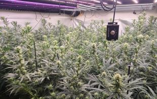 Cau a Maçanet una plantació de marihuana blindada amb campanes per alertar d’intrusos