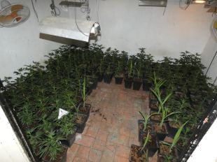 Desmantellen una plantació amb 170 plantes de marihuana en un pis del centre de Figueres