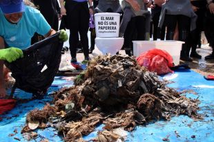 Detecten una ''estora de tovalloletes'' al fons marí de Sant Feliu de Guíxols