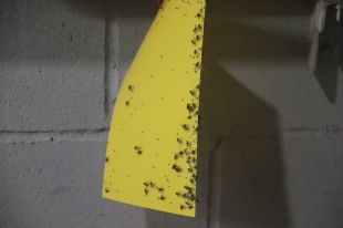 Una plaga de mosques obliga a tancar negocis i atura empreses a Hostalric