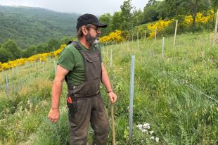 La Vall de Camprodon recupera cereals oblidats amb resultats prometedors