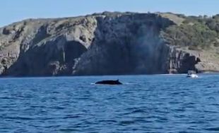Albiren tres balenes rorquals davant la costa del Montgrí i les Illes Medes