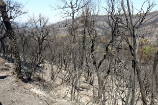 L’alcalde de Cruïlles critica el confinament de tot el municipi per l’incendi de les Gavarres