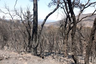 Junts reclama a Territori els documents sobre els treballs previs a l’incendi de les Gavarres