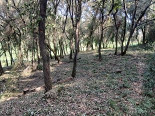 Girona reforça el manteniment forestal per reduir el risc d’incendis
