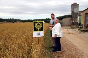 Neix la 'Farming League' per premiar els millors productors de blat de secà gironins