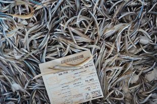El sonso s’esgota: els pescadors gironins pleguen mig any abans del previst