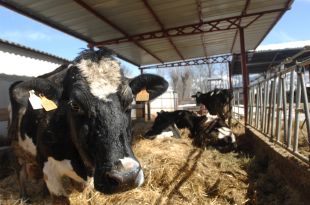 El sector de la vaca de llet podria reduir les emissions de CO2 