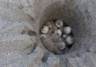 Localitzen el primer niu de tortuga careta de l’estiu a la platja de l’Estartit