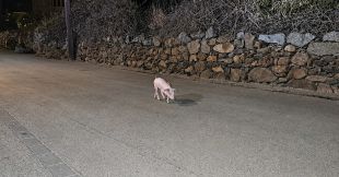 IAEDEN denuncia una granja de Cantallops per deixar porcs lliures al carrer