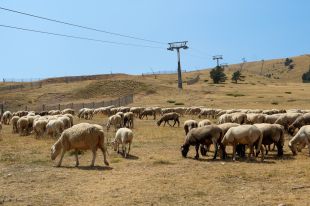 Més de 3.000 ovelles preparen les pistes de la Molina per a la temporada d’esquí