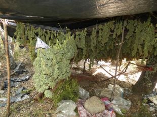 Desmantellen tres camps de marihuana amagats en una zona boscosa de Darnius