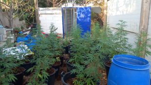 Una batuda al Polvorí de Girona destapa frau elèctric, marihuana i galls mutilats