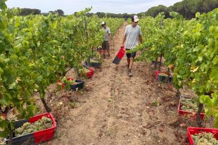 La DO Empordà preveu augmentar fins a un 15% la collita i recuperar una producció habitual
