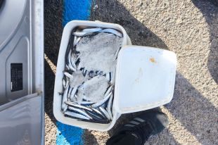 Requisen més de 25 quilos de peix irregular en un dispositiu al port de l’Escala