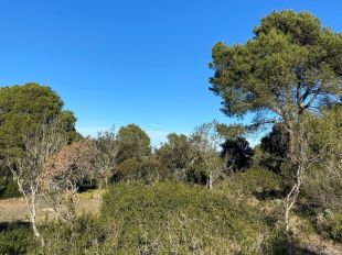 SOS Costa Brava s’oposa a una urbanització de 24 habitatges en una zona forestal de Begur