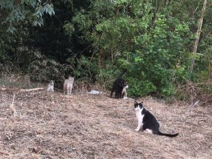 Girona aprova un programa per gestionar les 78 colònies felines i els prop de 800 gats de la ciutat