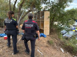 Intervenen set galls en una zona boscosa de Girona destinats a baralles