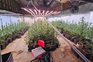 Troben 721 plantes de marihuana en una casa de Llers on vivia una família amb nens