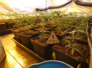 Desmantellen una plantació amb més de 900 plantes de marihuana en una casa de Vidreres