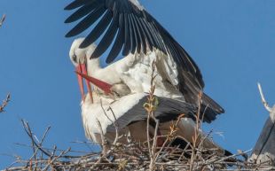 L’Estany de Banyoles registra un rècord de 19 cries de cigonya blanca que arriben a l’edat de volar
