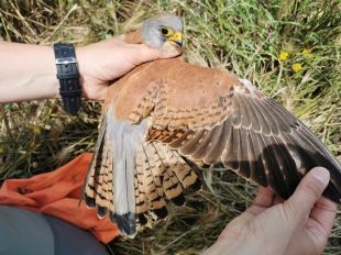 El xoriguer petit assoleix un rècord de 95 parelles a l’Alt Empordà