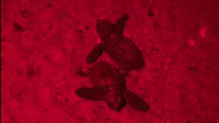 Neixen les primeres 27 tortugues careta de l’únic niu detectat aquest any a Catalunya