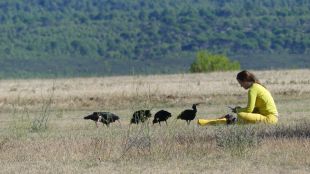 Trenta ibis ermitans arriben a Ordis en una migració assistida