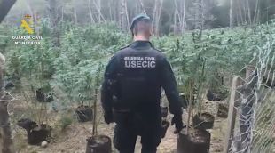 Desmantellen una plantació amb més de 1.500 plantes de marihuana a Cistella