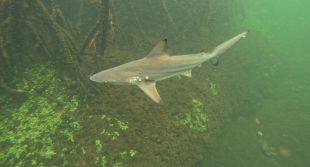 El CEAB de Blanes desenvolupa un nou indicador per explicar la biodiversitat marina