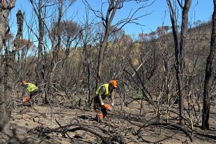 Comença la tala d'arbres cremats a les Gavarres per seguretat