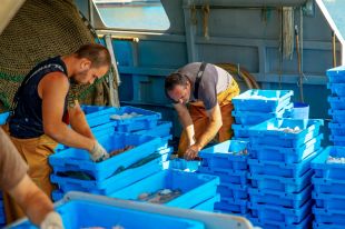 Els pescadors del Cap de Creus porten el peix de proximitat al Fòrum Gastronòmic de Figueres