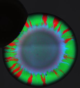 Un estudi del CEAB de Blanes revela com es propaguen els gens de resistència als antibiòtics