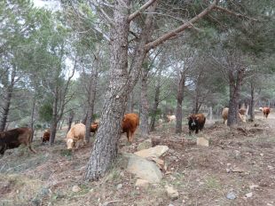 Agullana acull la Jornada Forestal centrada en els ramats i la prevenció d'incendis