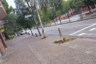 Denuncien més d'un miler d'escocells buits o amb arbres asfixiats a Girona