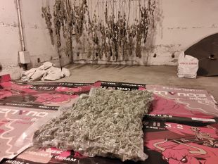Vuit detinguts per dues plantacions de marihuana localitzades a Vidreres i Riudarenes
