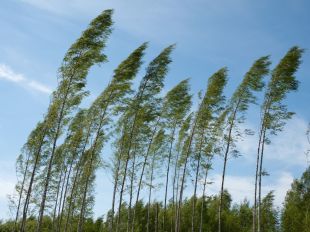 Activada l'alerta per ratxes de vent de més de 108 km/h a l'Alt Empordà